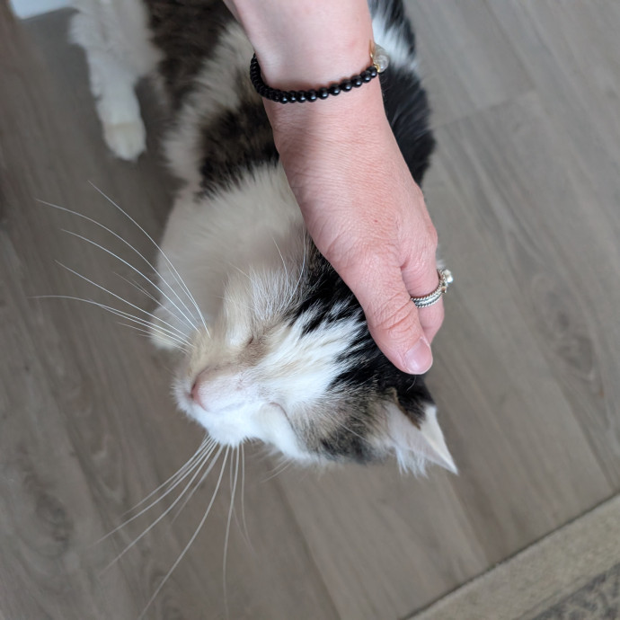 Megan's Heart Centered Kitty Care photo 3