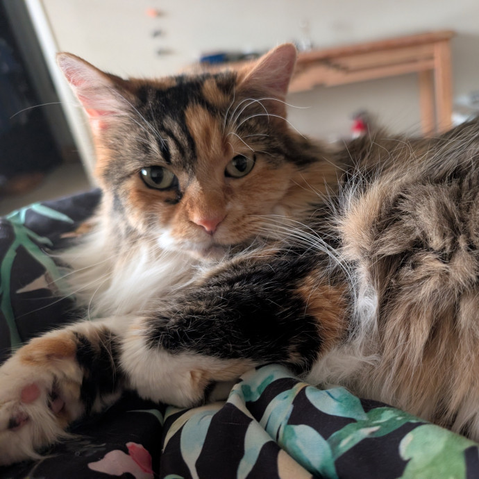 Megan's Heart Centered Kitty Care photo 2