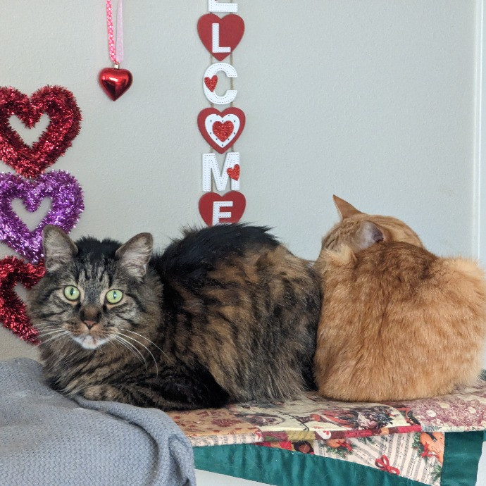 Look Here Meow Avid Cat Lover