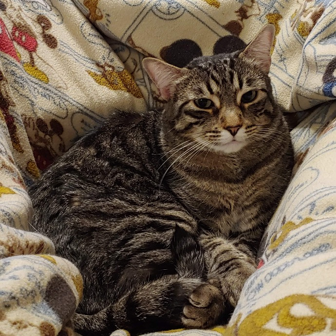 Look Here Meow Avid Cat Lover photo 3