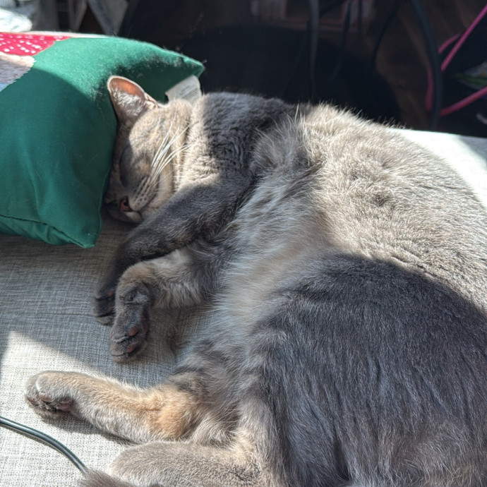 Cat Mom To 3-Providing Stress Free Care