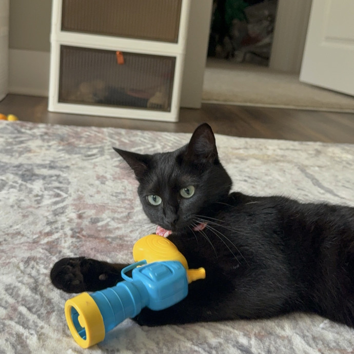 Cat Mom To 3-Providing Stress Free Care photo 3