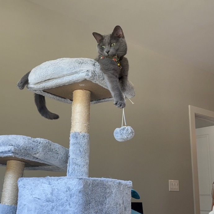 Cat Mom To 3-Providing Stress Free Care photo 2