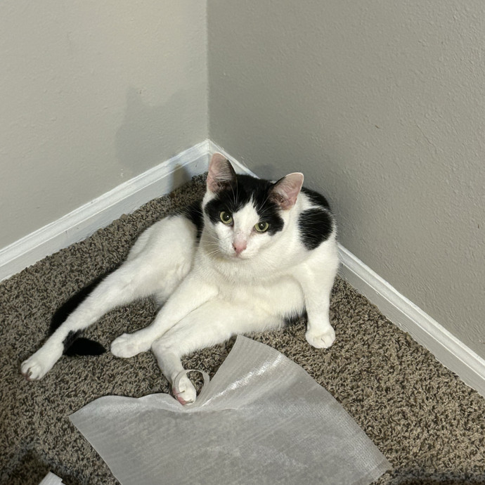 Cats Should Rule The World