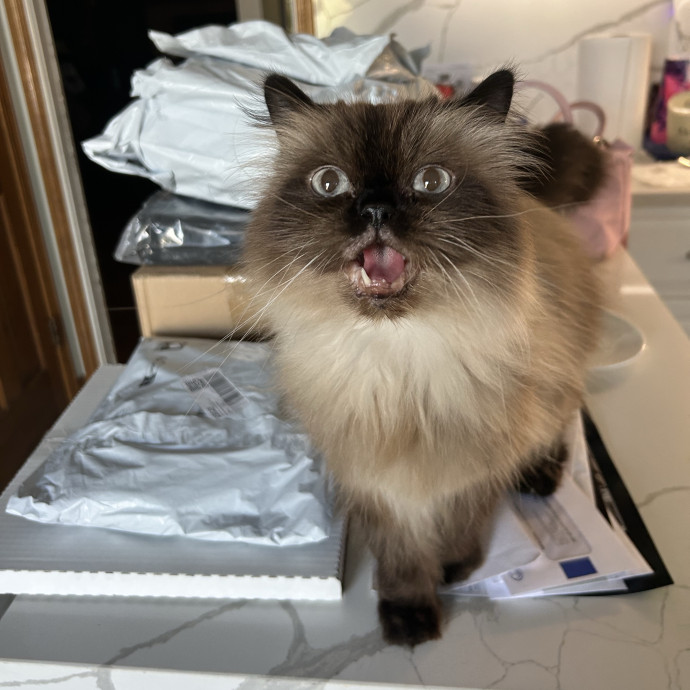 Cats Should Rule The World photo 2