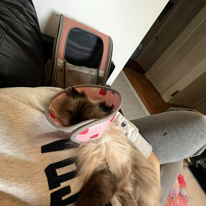 Wfh Your Cat's New Bestie