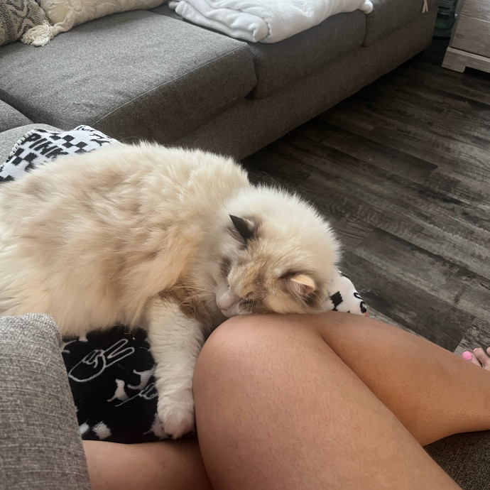 Wfh Your Cat's New Bestie