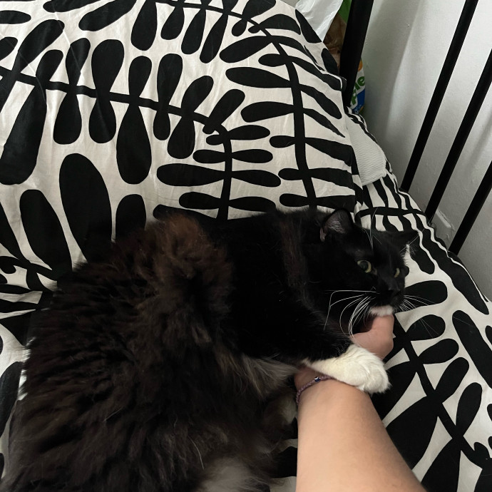 Wfh Your Cat's New Bestie
