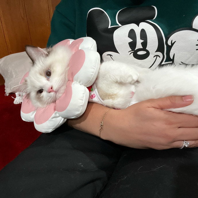 Wfh Your Cat's New Bestie