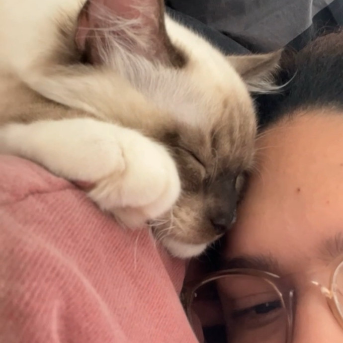 Wfh Your Cat's New Bestie
