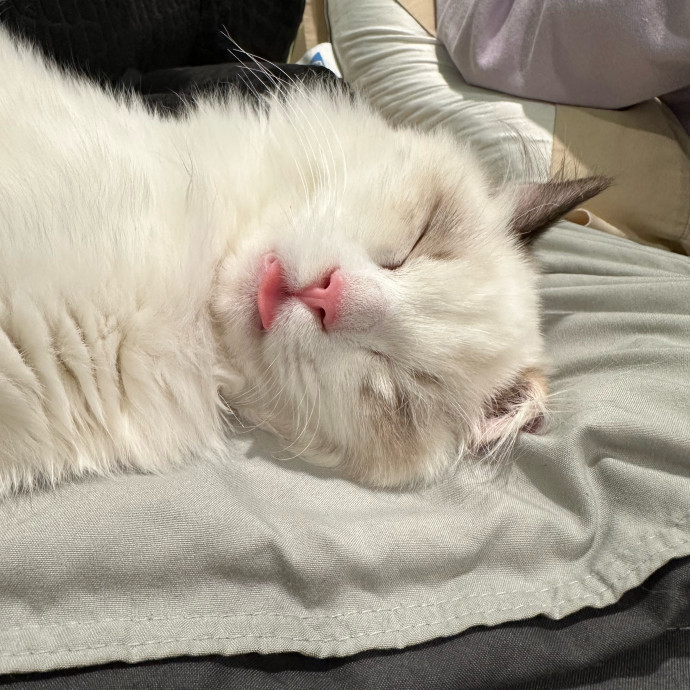 Wfh Your Cat's New Bestie