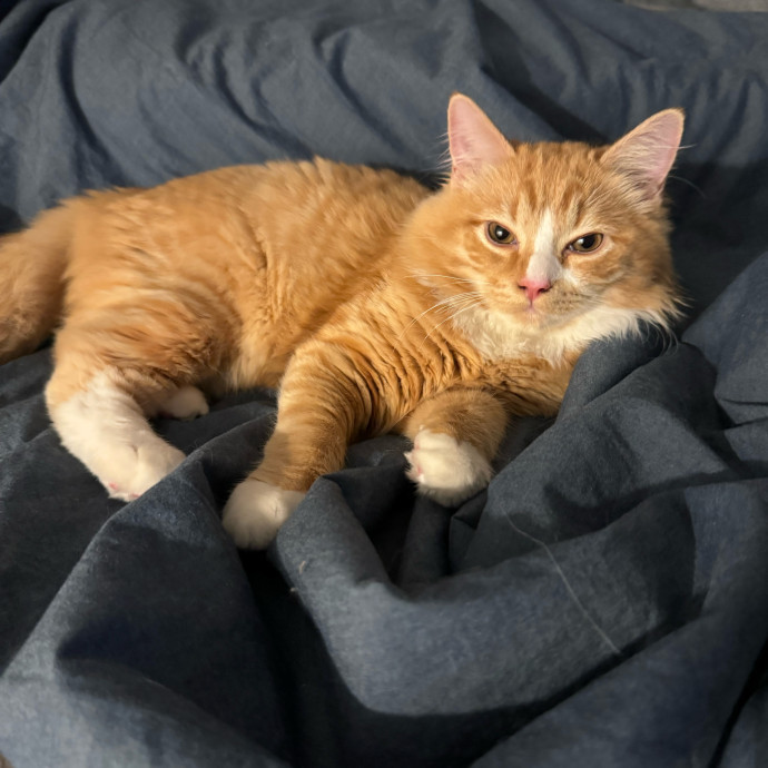 Wfh Your Cat's New Bestie photo 3