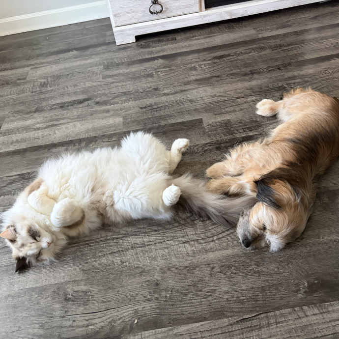 Wfh Your Cat's New Bestie photo 2