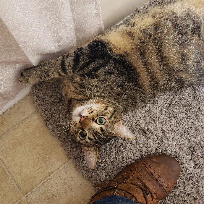 Corinne's Pawsome Kitty Kare