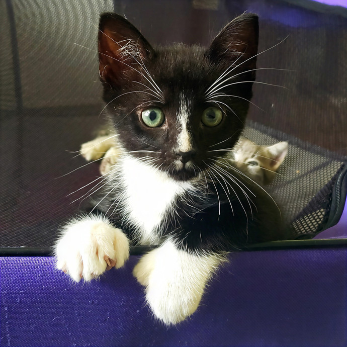 Corinne's Pawsome Kitty Kare