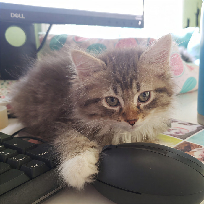 Corinne's Pawsome Kitty Kare