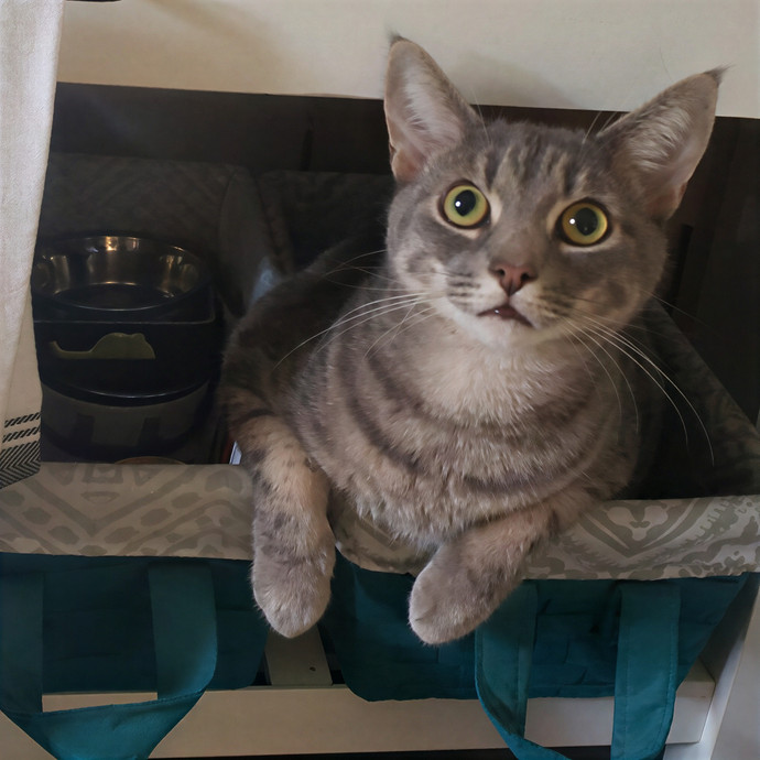 Corinne's Pawsome Kitty Kare