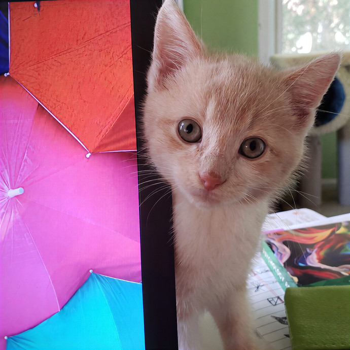 Corinne's Pawsome Kitty Kare
