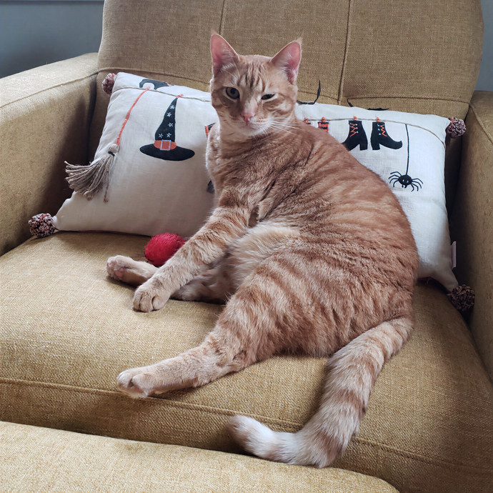 Corinne's Pawsome Kitty Kare
