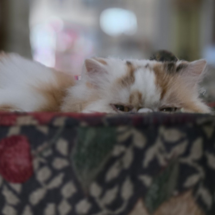 Corinne's Pawsome Kitty Kare