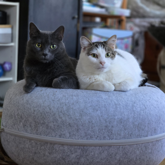 Corinne's Pawsome Kitty Kare