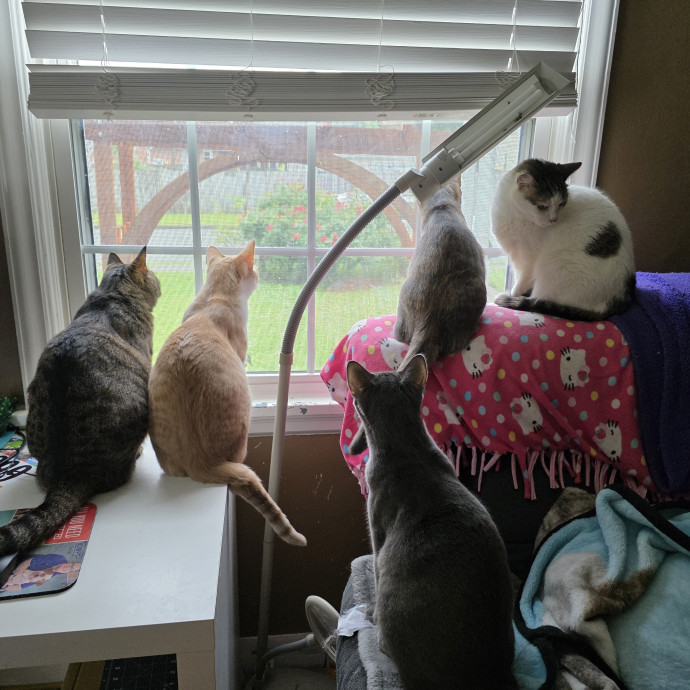 Corinne's Pawsome Kitty Kare