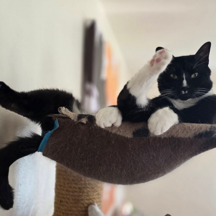 Corinne's Pawsome Kitty Kare photo 3