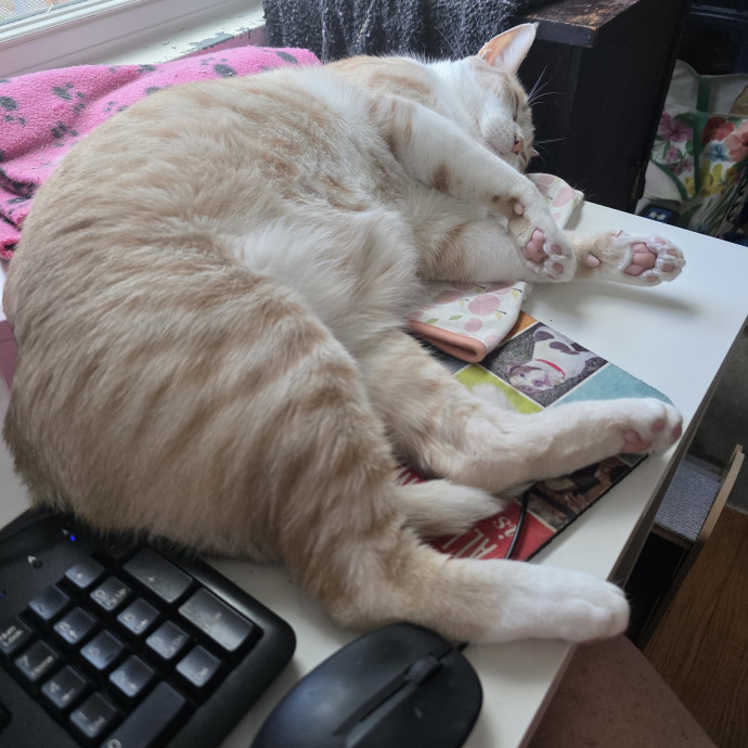 Corinne's Pawsome Kitty Kare photo 2