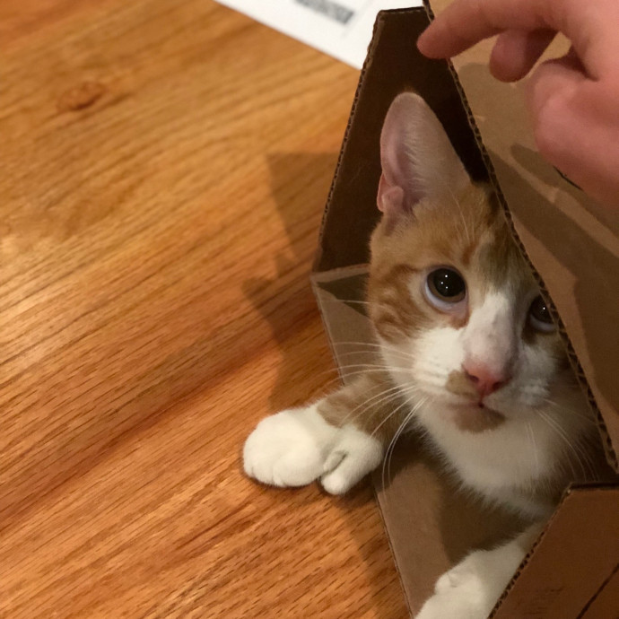 Your Cat's Temporary But Loyal Servant