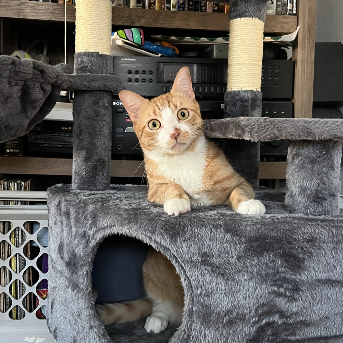 Your Cat's Temporary But Loyal Servant