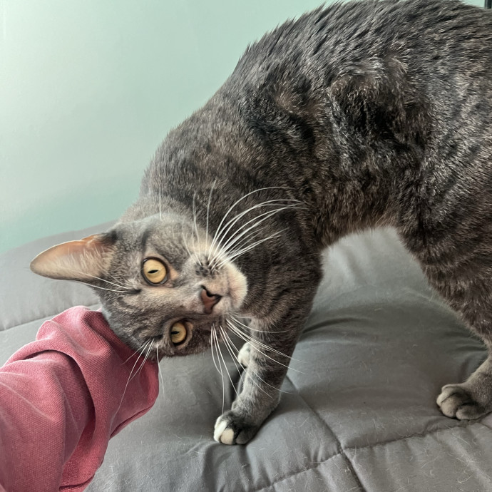Your Cat's Temporary But Loyal Servant