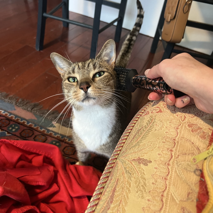 Your Cat's Temporary But Loyal Servant