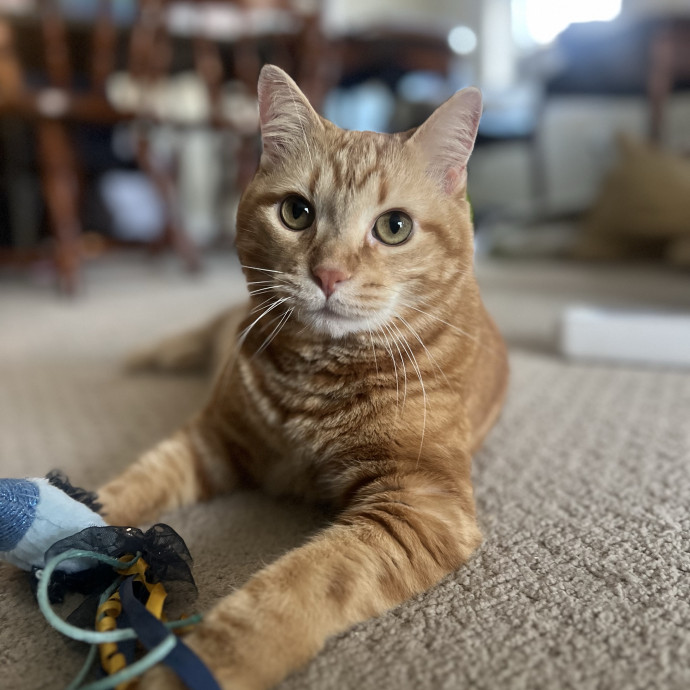 Your Cat's Temporary But Loyal Servant