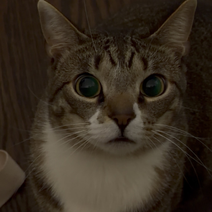 Your Cat's Temporary But Loyal Servant photo 2