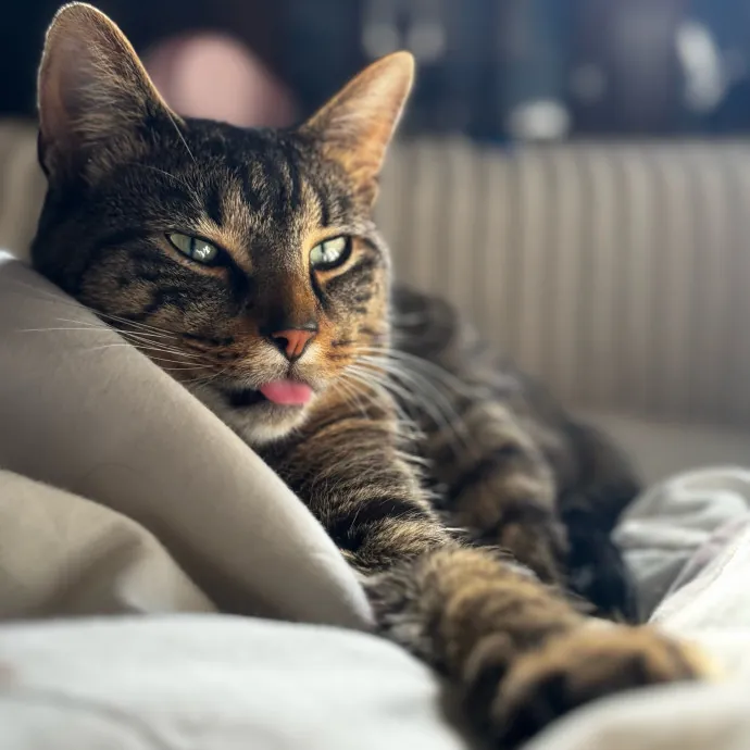 Robin's Expert Cat Sitting For Mew