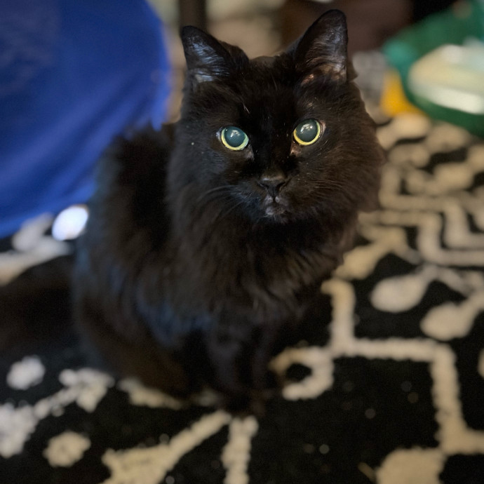 Robin's Expert Cat Sitting For Mew