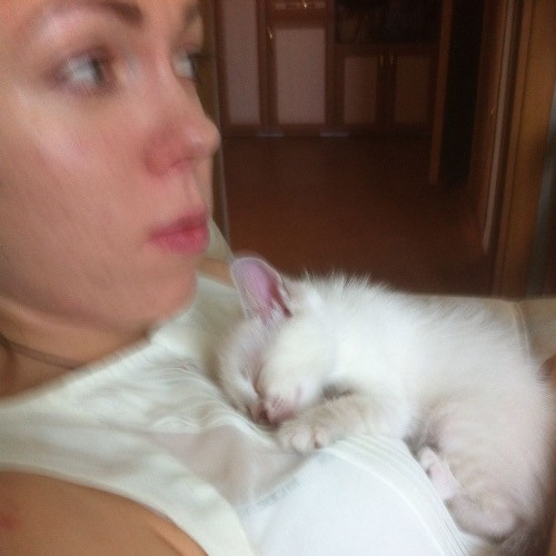 San Diego Purrrfect Care photo 3