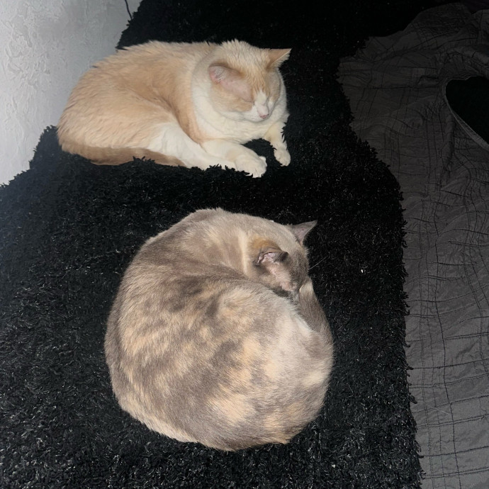Kitty Cuddles Galore