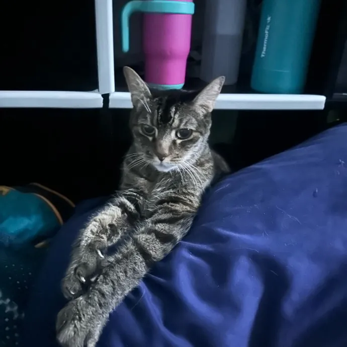 Cat Mom Sitting Service