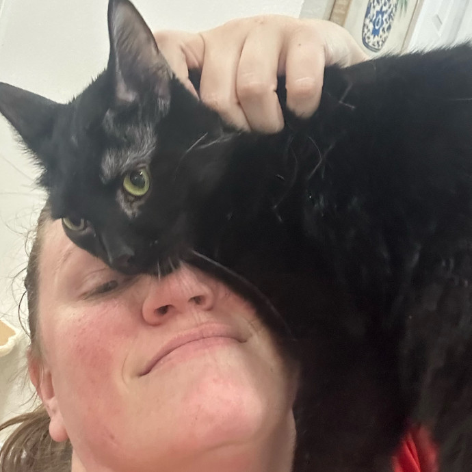 Kitty Cuddles Galore