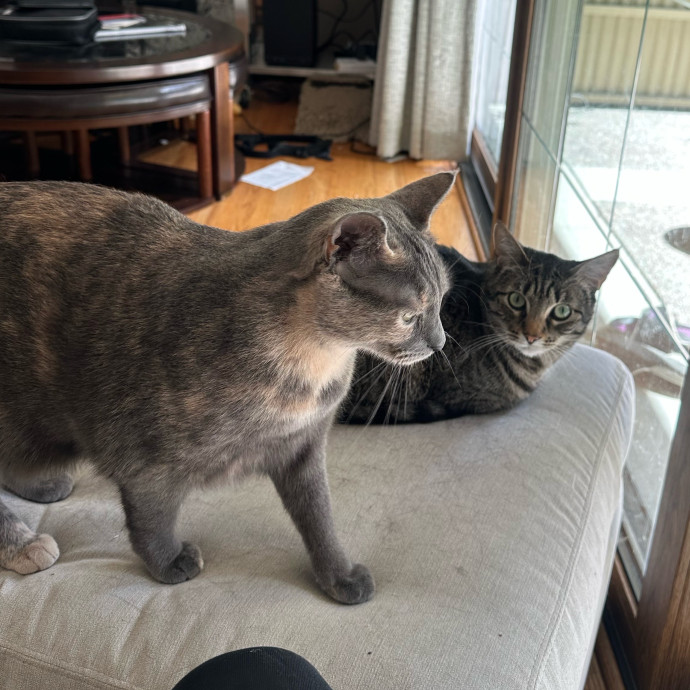 Kitty Cuddles Galore