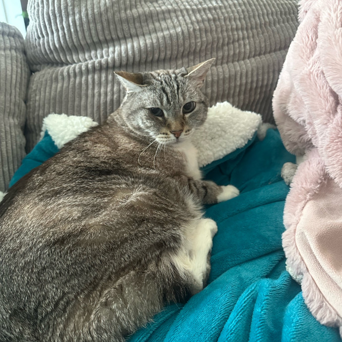 Kitty Cuddles Galore