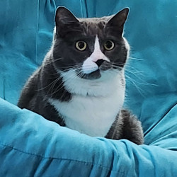 cats-img-3