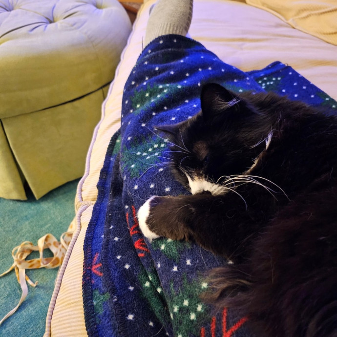 Meows With Mary