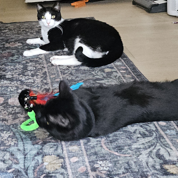 Meows With Mary