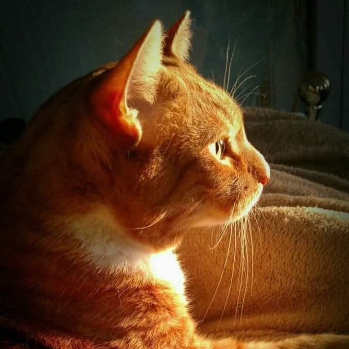 Christine's Cat Sitting photo 2