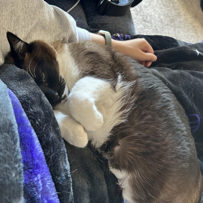 Bekah The Cat-Whisperer