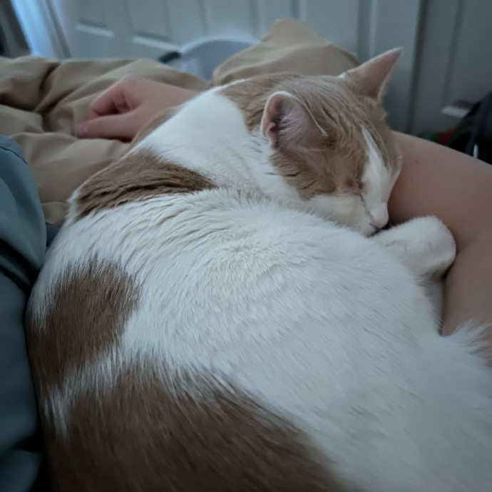 Bekah The Cat-Whisperer