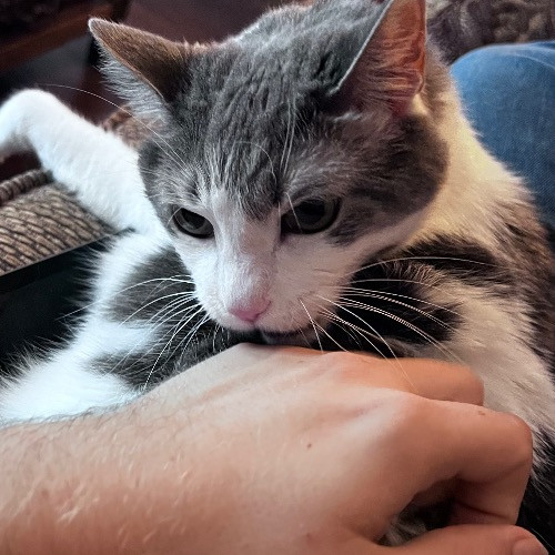 Kitty Friend Care