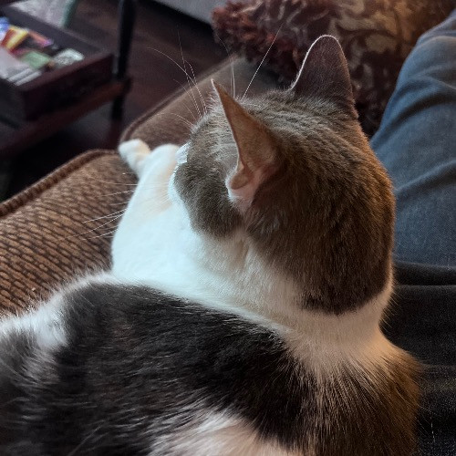 Kitty Friend Care